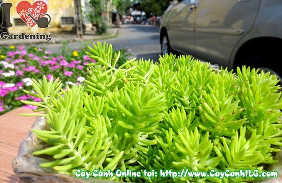 Hoa Mười Giờ Pháp nở rộ – màu sắc rực rỡ trang trí khuôn viên