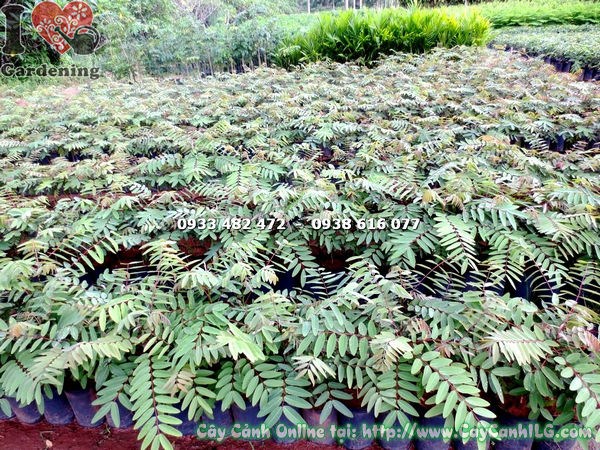 Cây Muồng Đen giống cao 50cm khỏe mạnh không sâu bệnh
