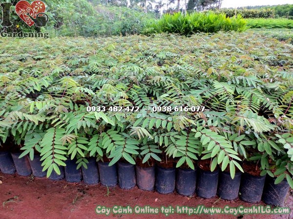Cây Muồng Đen trồng hàng loạt cho dự án cảnh quan