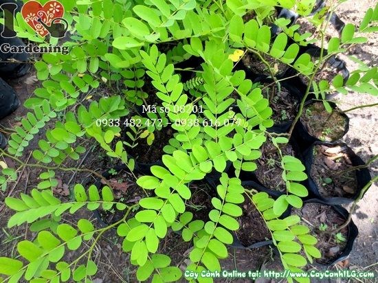 Lá và cành cây muồng hoa đào tươi tốt