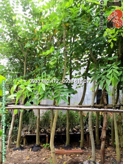 Cây Muồng Hoàng Yến cao 4m đường kính 10cm thân to khỏe