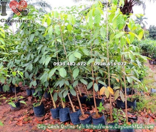 Thân và lá cây mủ trôm