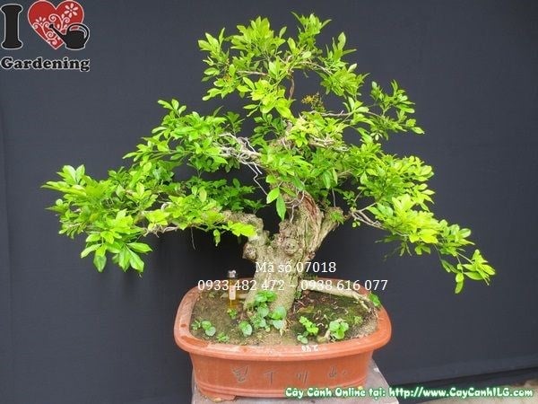 Hoa cây ngâu vàng thơm kích hoa đẹp