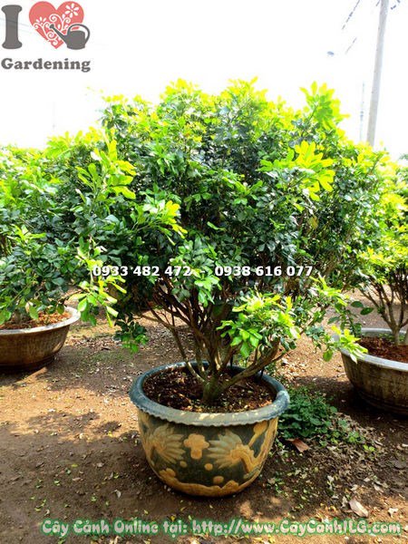 Cây ngâu cắt tròn ứng dụng cảnh quan công trình