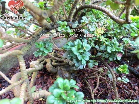 Cây ngâu tàu lớn 25cm lá xanh bóng tươi