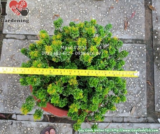 Cây ngâu tàu lớn ứng dụng cảnh quan sân vườn