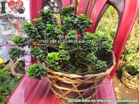 Cây ngâu tàu mini bonsai hoa vàng thơm ngát