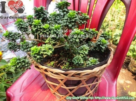 Cây ngâu tàu mini bonsai dáng cổ thụ thu nhỏ