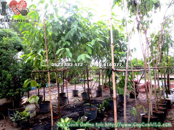 Hình ảnh cây ngọc lan cao 2m5 Ms 17738 – ILG cung cấp sỉ lẻ