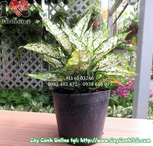 Lá cây ngọc ngân xanh đốm bạc đặc trưng