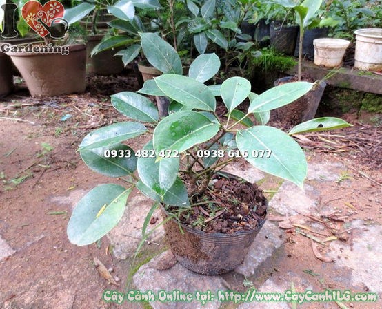 Cây Ngũ Gia Bì Đà Lạt Giống Cao 30cm – chi tiết lá và thân cây