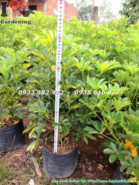 Cây ngũ gia bì vàng cao 60cm – cây cảnh nội thất đẹp