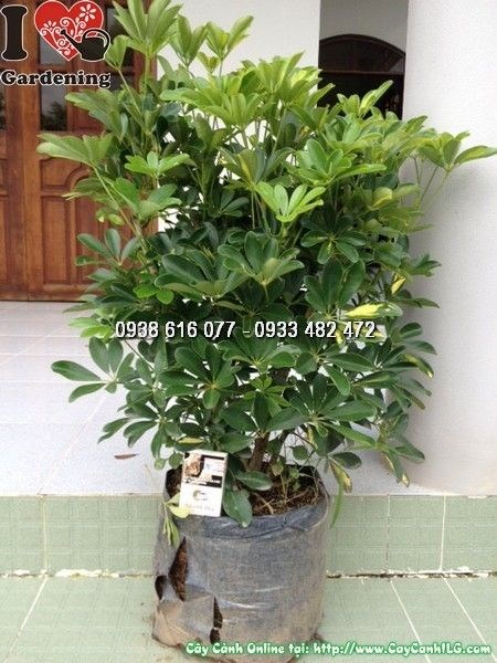 Cây ngũ gia bì vàng – tán lá đẹp, hoa thơm đuổi muỗi