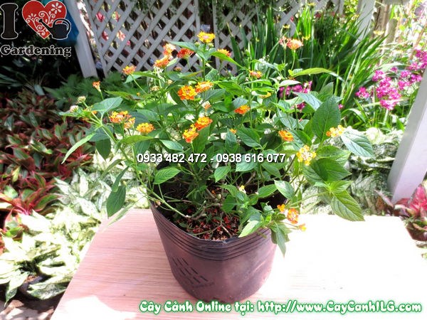 Cây ngũ sắc cao 30cm trồng trong chậu tại vườn ILG