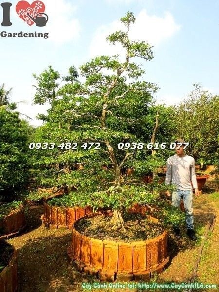 cây nguyệt quế bonsai cao 3m ms 22512 dáng nghệ thuật