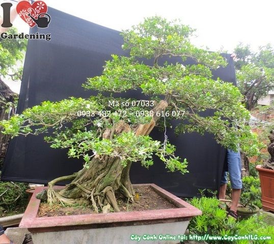 Cây nguyệt quế bonsai cổ thụ đẹp gốc lớn hoành 100cm