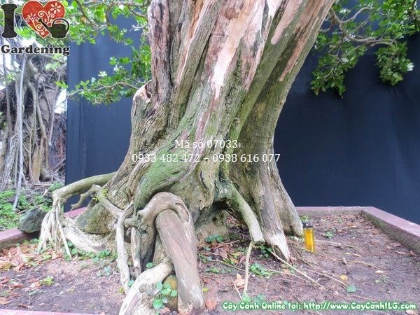 Cây nguyệt quế bonsai cổ thụ đẹp hoành lớn