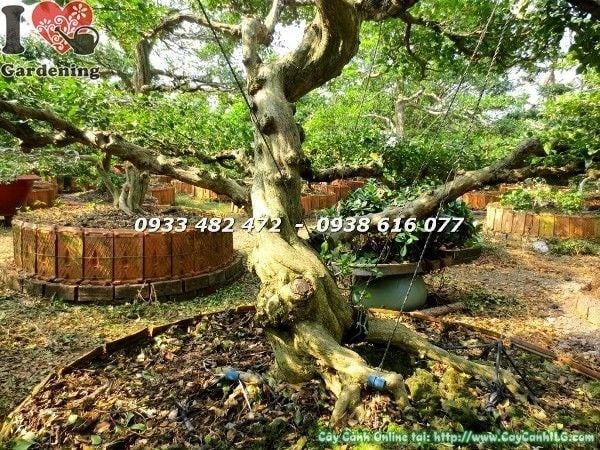 Cây nguyệt quế bonsai cổ thụ hoành 55cm cao 2m5 – điểm nhấn không gian