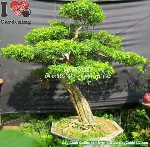 Cây nguyệt quế bonsai già đẹp cao 175cm hoành 52cm Ms 07302 – chính diện