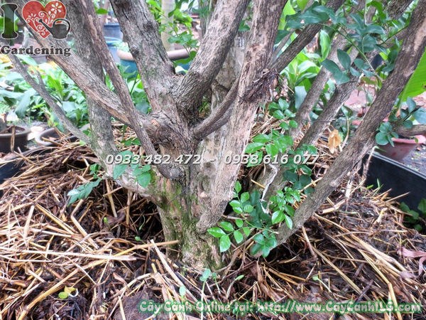 Cây nguyệt quế bụi tròn cao 2m tán lá đầy đặn xanh mướt Ms 17494