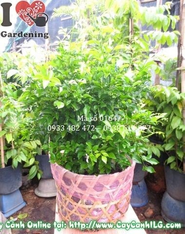 hoa cây nguyệt quế thơm dịu nhẹ – Ms 01647