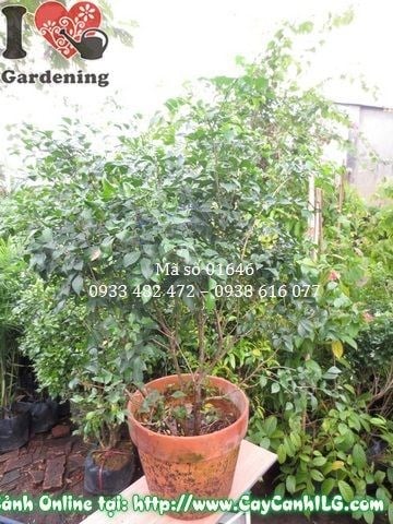 cây nguyệt quế cao 80cm Ms 01646 tại vườn ILG