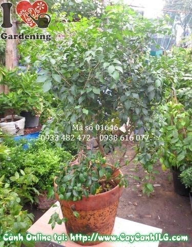hoa cây nguyệt quế cao 80cm tán lá xanh đẹp