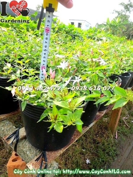 Hoa trắng thơm ngát của cây nguyệt quế dây nở rộ