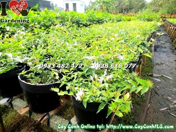 Cây nguyệt quế dây phát triển trưởng thành, dáng đẹp và ra hoa đều