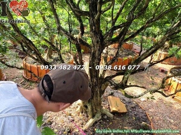 cây nguyệt quế gốc lớn tán đẹp cao 2m5 trồng sân vườn biệt thự