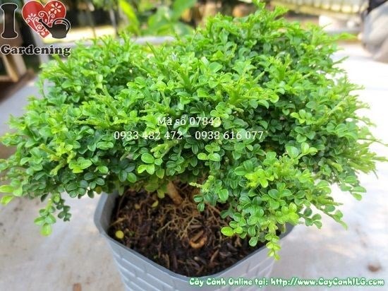 Lá nhỏ xanh bóng và hoa trắng thơm của cây nguyệt quế lá nhí