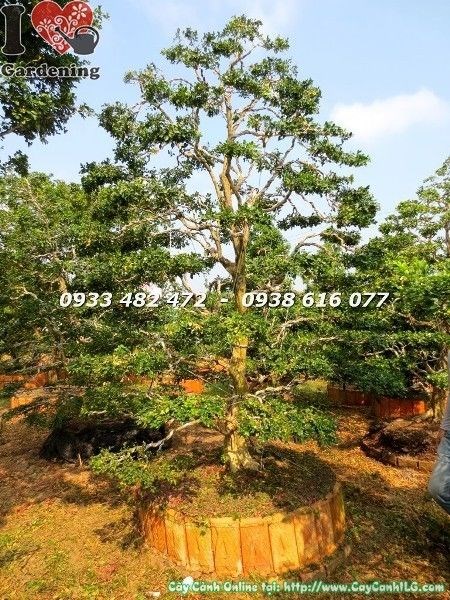 Tán nguyệt quế đẹp cao 3m5 – dáng cây hoàn chỉnh tại ILG