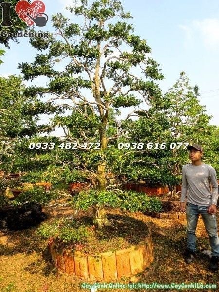 Chi tiết tán cây nguyệt quế tán đẹp cao 3m5 – Ms 22504