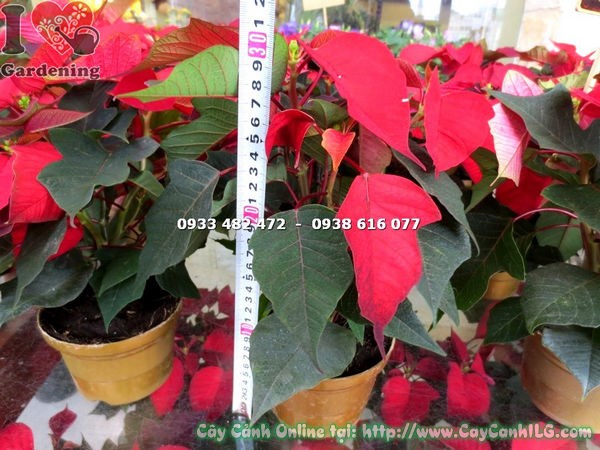 Cây nhất phẩm hồng chậu nâu lá bắc đỏ rực rỡ