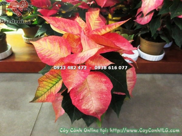 Cây nhất phẩm hồng giống mới cao 20cm tán lá đỏ rực