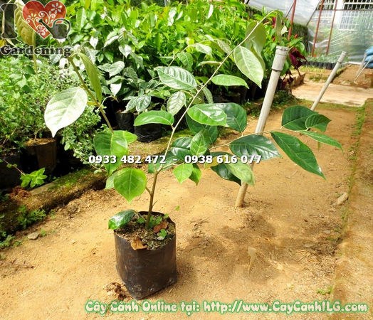 Cây nhót giống cao 40cm lá xanh bóng đẹp - mua sỉ tại ILG