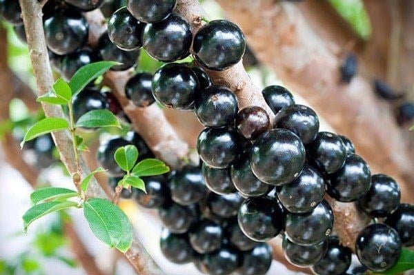 Cây nho thân gỗ tươi tốt phủ xanh giàn leo trong vườn
