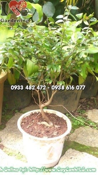 Cây nho thân gỗ nhỏ giống cao 30cm đang phát triển