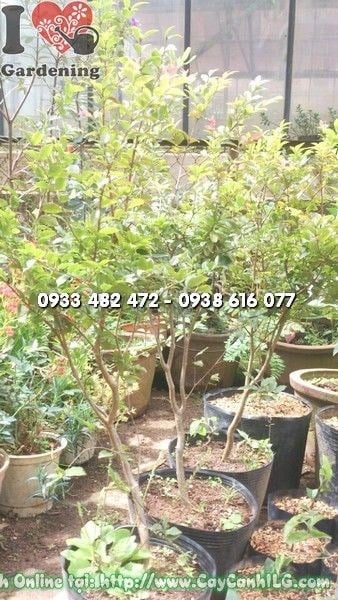 Cây nho thân gỗ trưởng thành với chùm quả tươi tốt