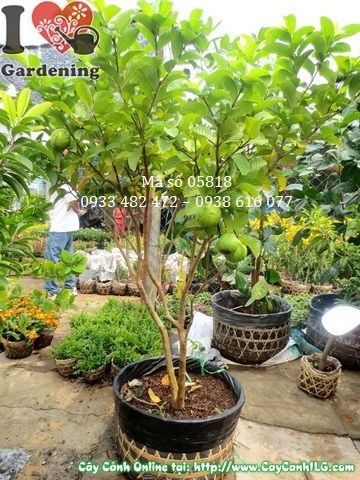 Cây ổi ngọt có trái – tán cây đẹp, cành nhánh phân đều