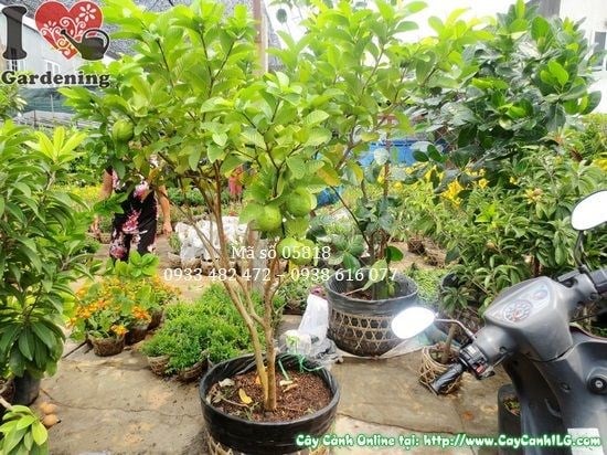 Ổi ngọt có trái – cây ăn trái vừa đẹp vừa cho thu hoạch