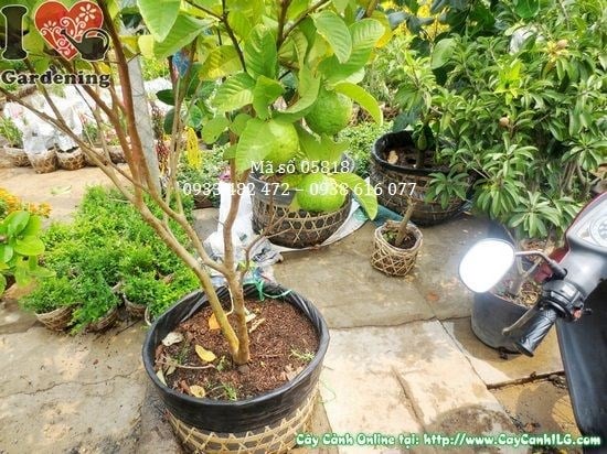 Trái ổi ngọt chín trên cây – thu hoạch tại vườn ILG