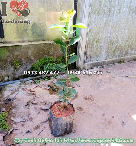 Cây ổi nhật giống cao 40cm – Ms 15123 tại vườn ILG