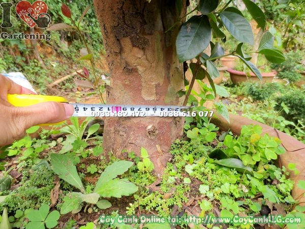 Cây ổi nhật gốc lớn 70cm – ứng dụng trang trí sân vườn, quán cà phê