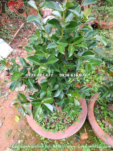 Chăm sóc cây ổi nhật gốc lớn 70cm – đất trồng, tưới nước, phân bón
