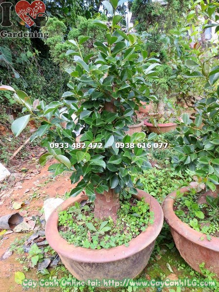 Đặc điểm lá và tán cây ổi nhật gốc lớn cao 70cm