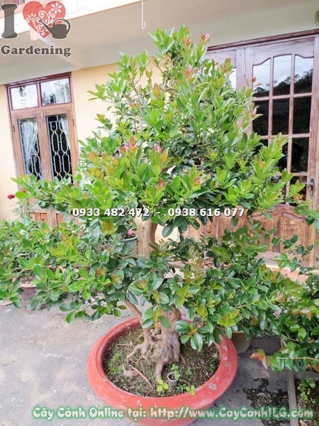 Cây ổi sim Nhật bonsai cao 1.7m - dáng bonsai nghệ thuật trong khuôn viên