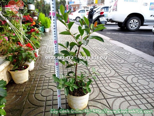 Cây ổi sim nhật giống bụi – cảnh quan sân vườn đẹp