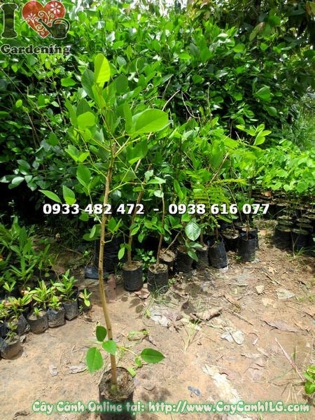 Cây Osaka Đỏ cao 1m – thân gỗ cứng cáp, lá xanh tươi mát