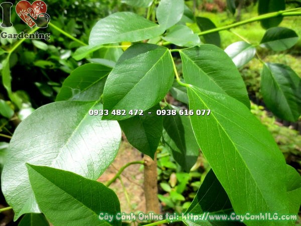 Cây osaka đỏ gốc lớn cao 1m trồng công trình sân vườn